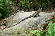 BM338 Water Dragon